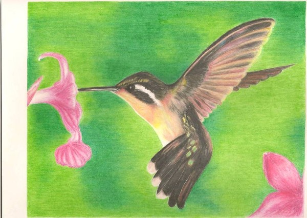 Humming Bird