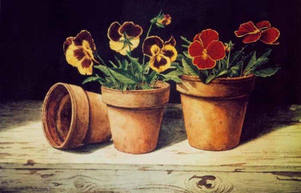 Pansies