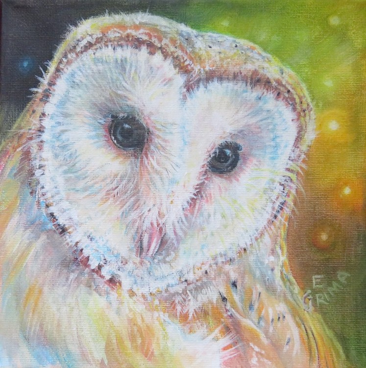Barn owl beauty