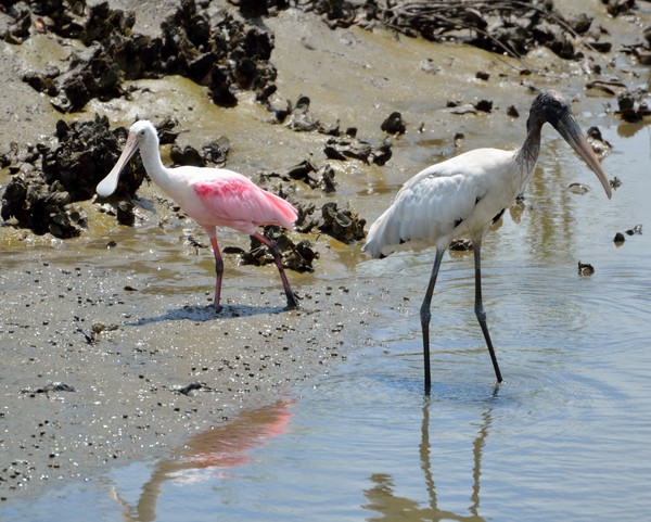 Spoonbill and Wood Stork in the wild