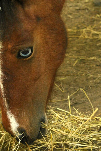 Blue-eyed Pony