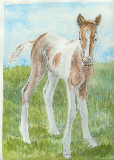 baby paint horse