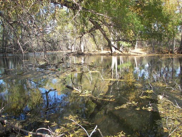 The Pond