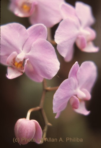 Phaeleonopsis Orchid