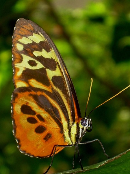 Common Tiger Glassy Winf Butterfly