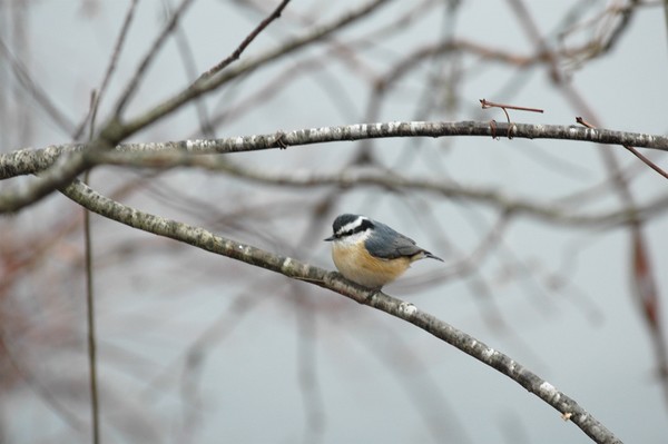  Red Breasted Nuthatch