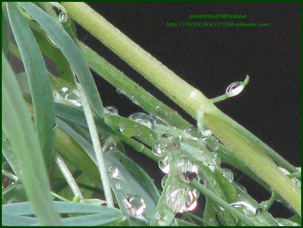 droplets series