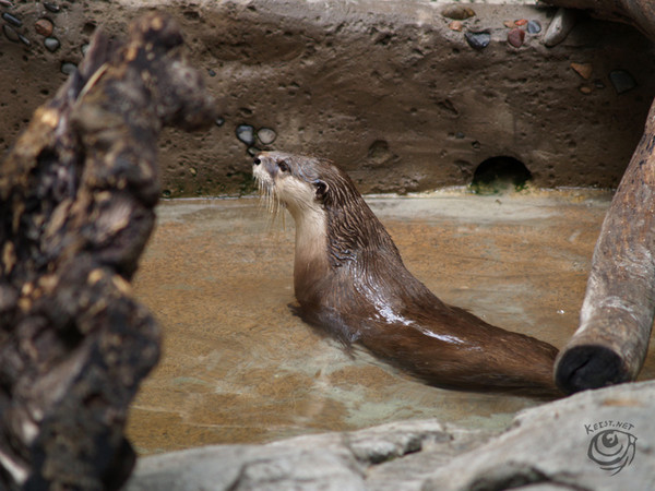 Otter in Water