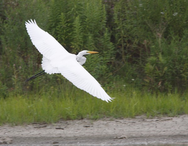 Great Egret in flight