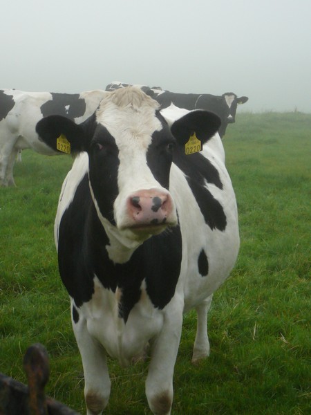 Cow