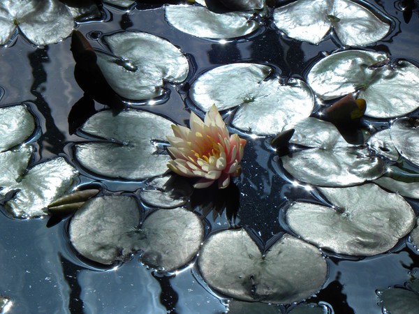 Water Lilly