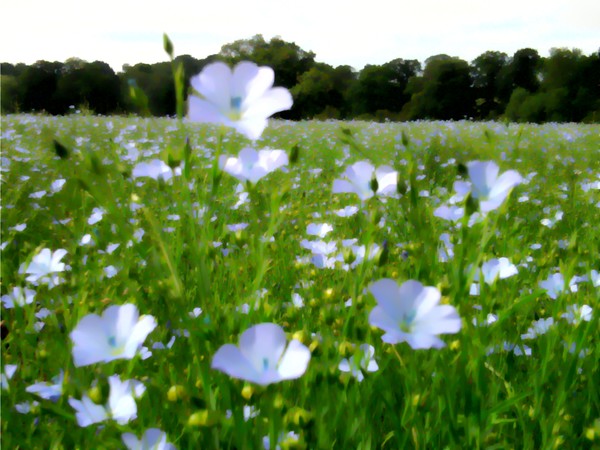 flower field