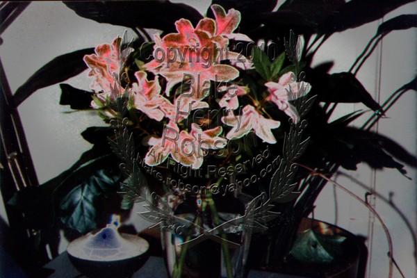 Flowers Arrangement Digital Edit