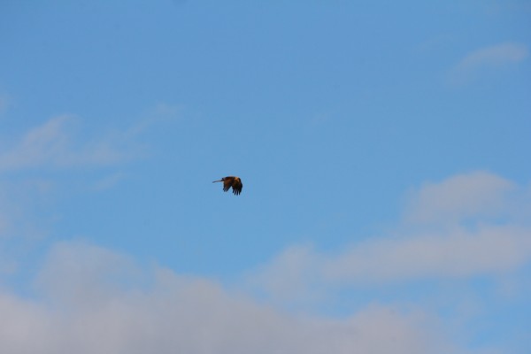 Fly like a sea eagle