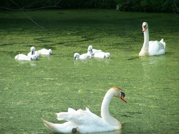 Swamp Swans