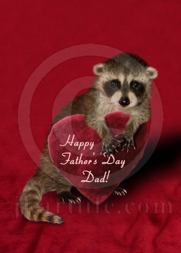 Father's Day Raccoon 906447