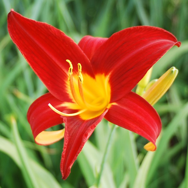 Bright Day Lilly