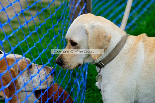 Yellow Labrador meets hound
