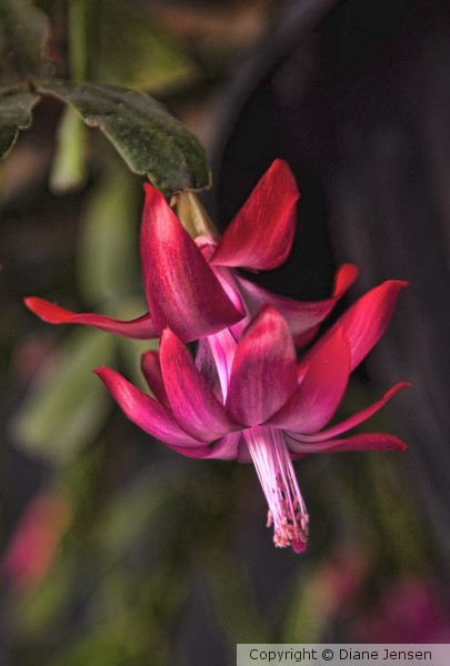 Christmas Cactus