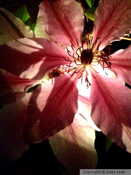 playing with light, clematis