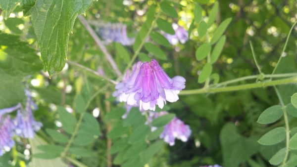 River Flowers