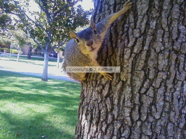 Pouncing Squirrel 