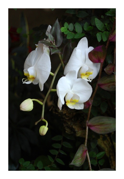 Dark Gardens White Orchid