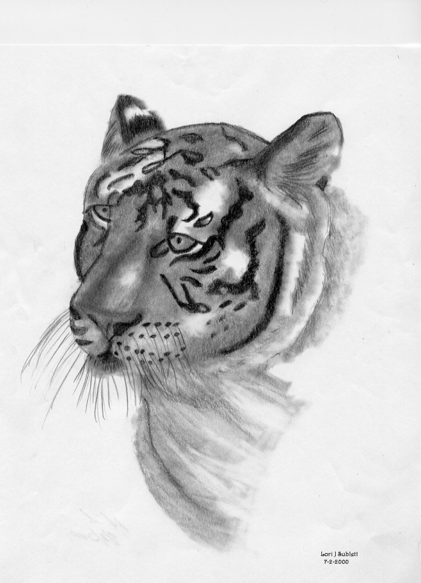 Tiger
