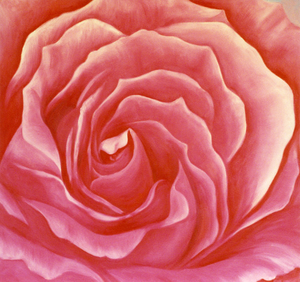  The Always Perfect Rose