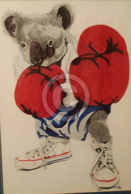 Boxing koala