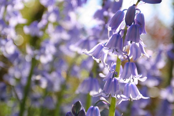 Sunlight through bluebells.