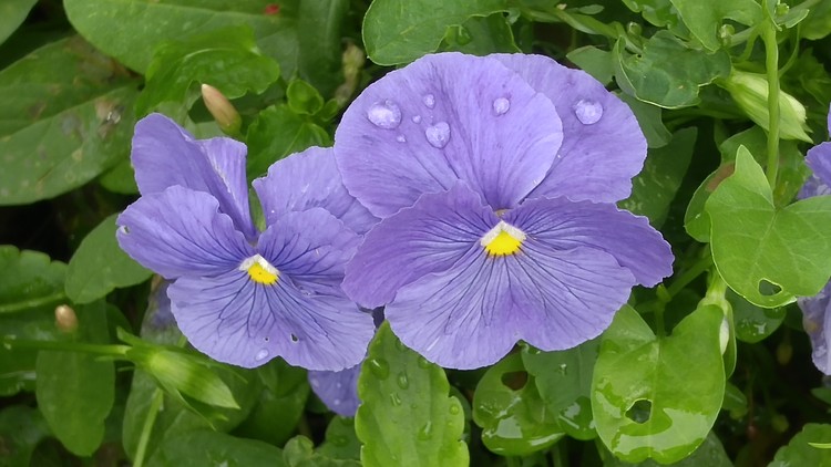 Blue Violet