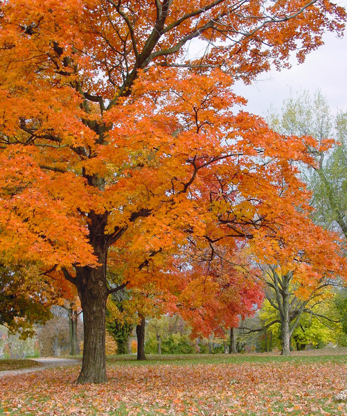 Autumn glow