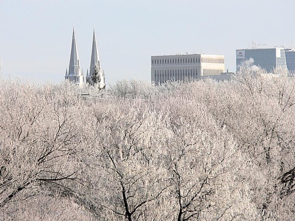 Frosty Trees