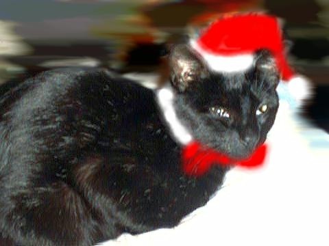 Santa Chipkitty Cat