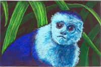 Blue Monkey