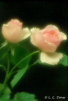 English Roses-GR000963
