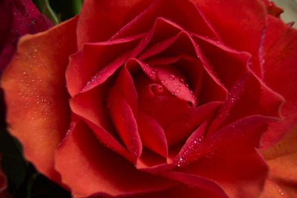 Glorious Rose
