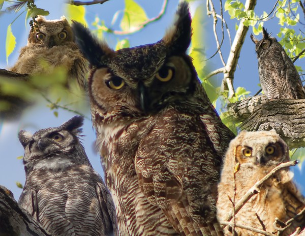 The Owls of Lac Lawrann Conservancy