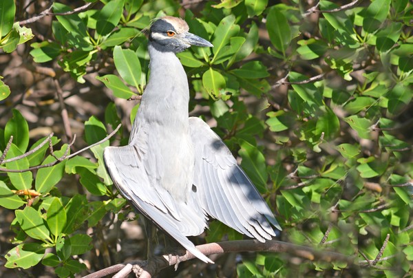 Yellow-Crowned Night Heron