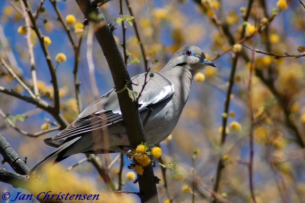 The Dove