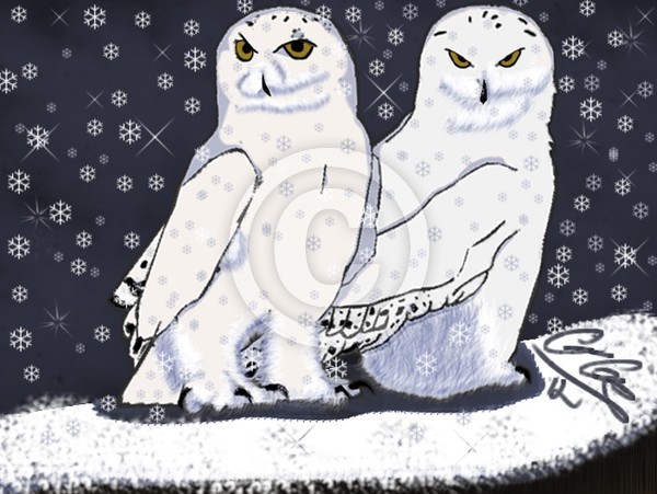 Snow Owls