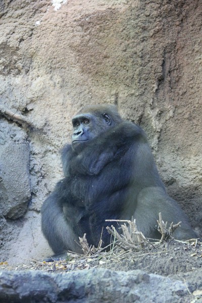 Morose female Lowland gorilla