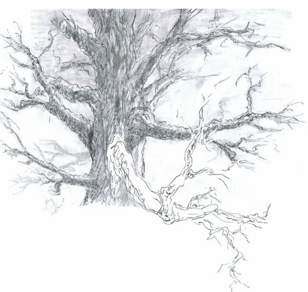 tree to remember(sketch)