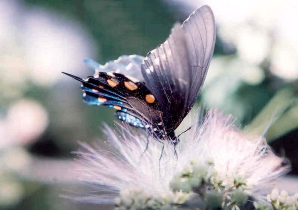 Butterfly in a Mimosa Bloom
