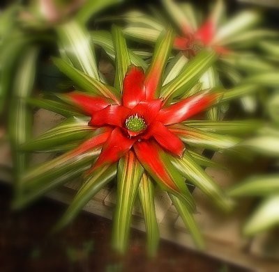 11th Street Bromeliad