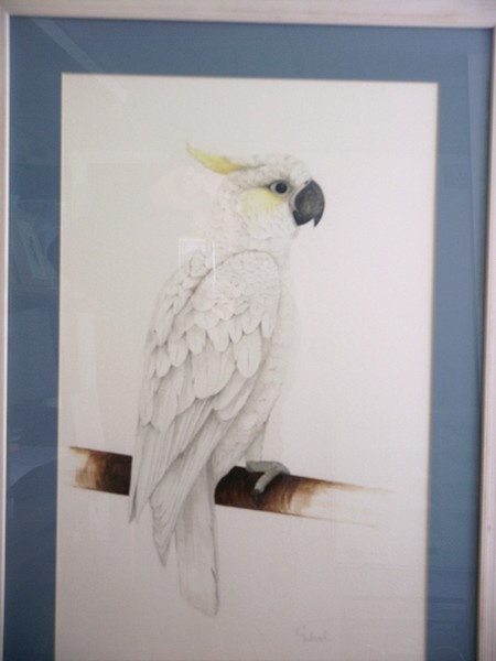 Lesser crested cockatoo