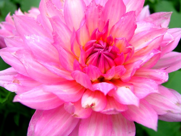 Pink Dahlias