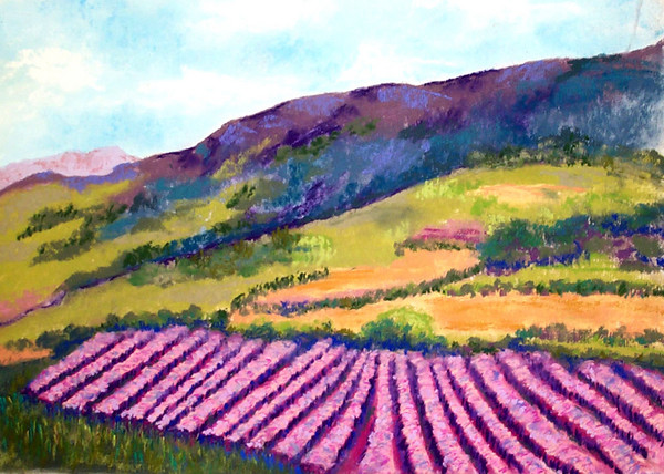 champs de lavande en Provence