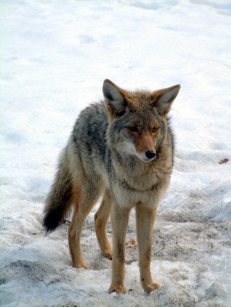 Fox at Yosemite